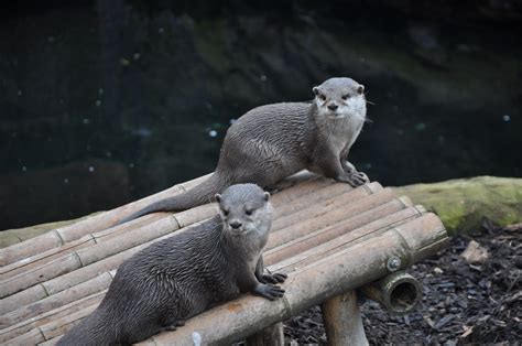 do otters live in oklahoma.